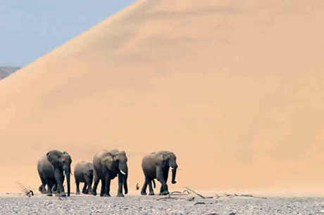 Elephants and dune