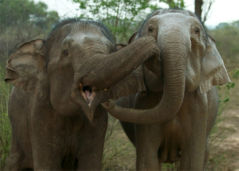 2 elephants