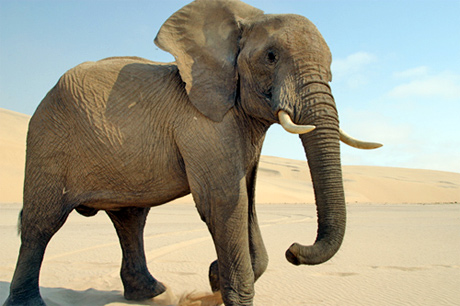 Mike Birkhead Associates Eye for an Elephant Mike Birkhead Associates Eye for an Elephant