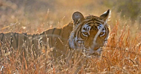 Machli the Tiger