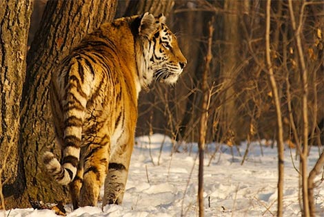 Russian Tiger