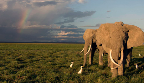 Rainbow with elephant