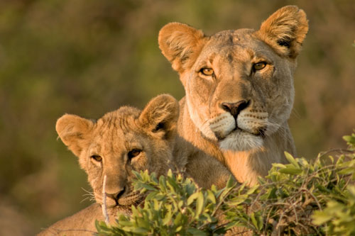 LionMotherCubs