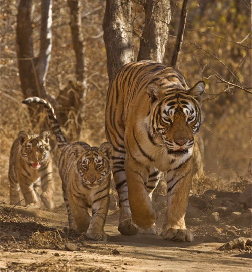 Mike Birkhead Associates - Queen of Tigers