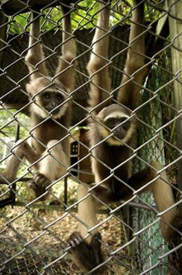 Two baby gibbons