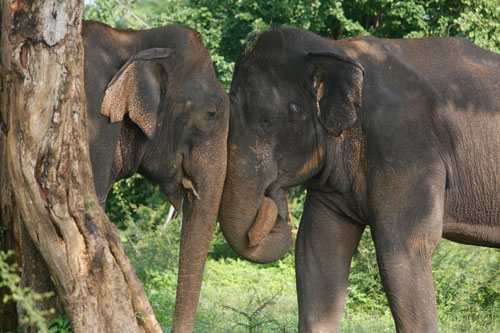Male elephants