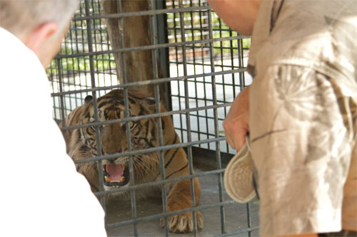 Angry tiger