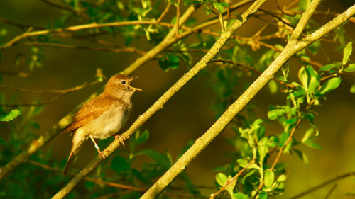 Bird Singing