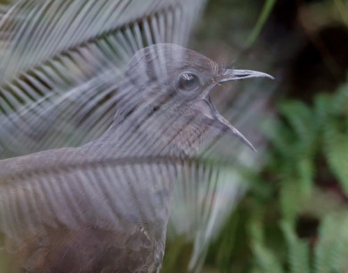 Lyrebird singing